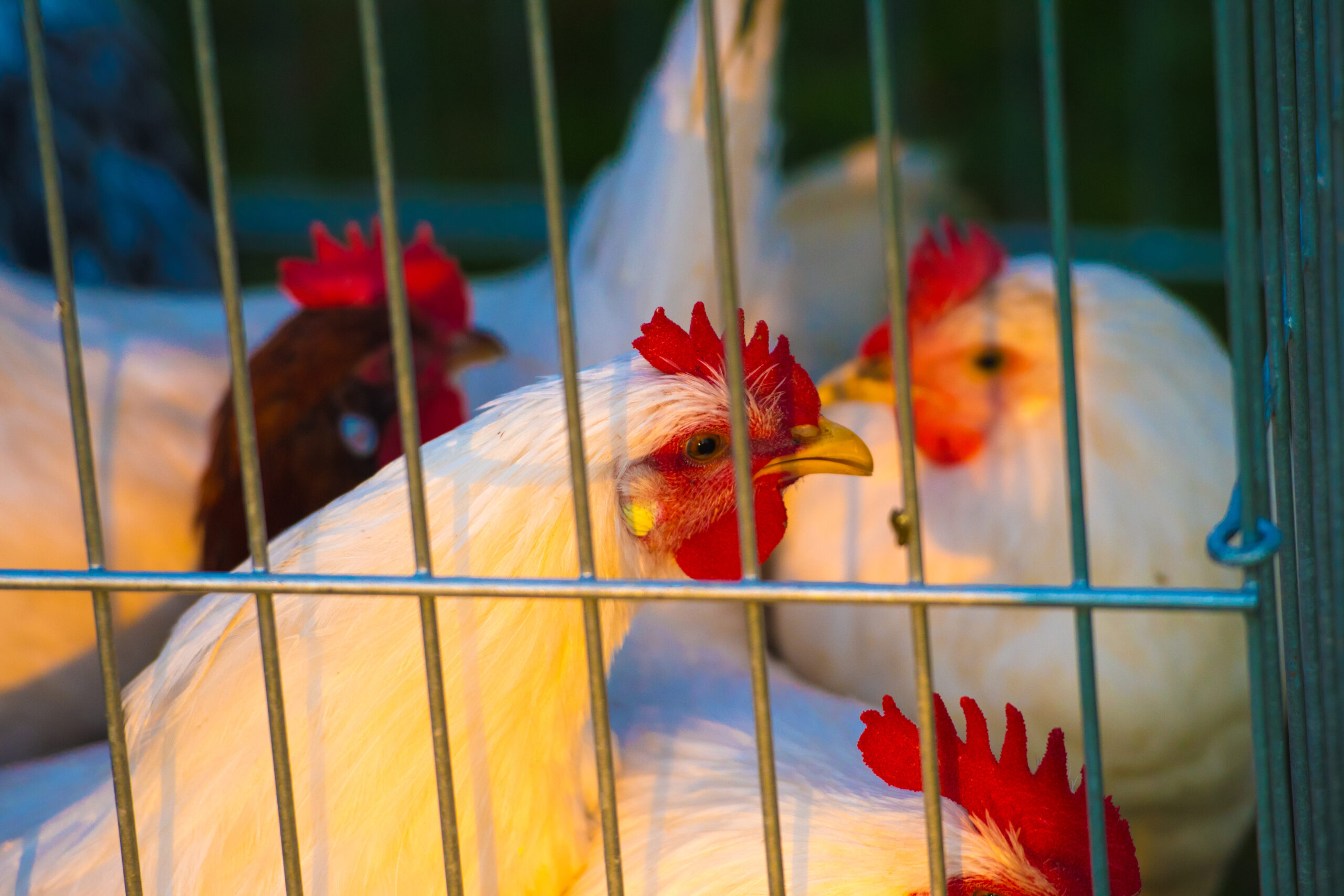 Setkání chovatelů na Výstavišti v Přerově